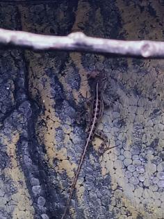 Anolis sagrei Bahama Anolis