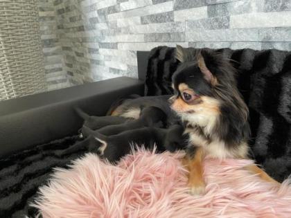 Wunderschöne Reinrassige Chihuahua Welpen Weibchen