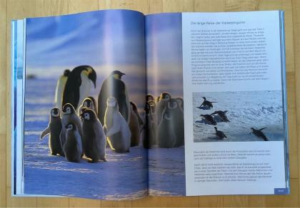 Tierbuch Tiere in Eis und Schnee