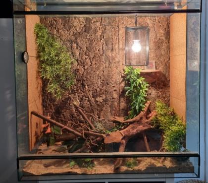 Kornnatter mit oder ohne Terrarium