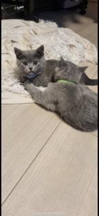BKH Kitten abgabebereit