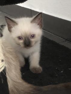 Siam Kitten Baby - zu verkaufen
