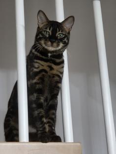 Reinrassiger Bengal Kater mit Stammbaum