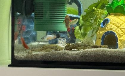 Kleine Antennenwelsbabys abzugeben