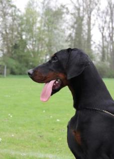 Dobermann Deckrüde steht gesunden Hündinnen zur Verfügung.