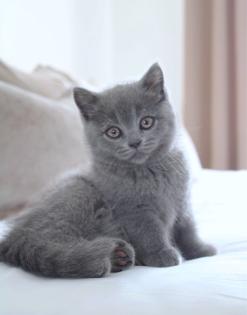Wunderschöne BKH Kitten in der Farbe Blue Lilac