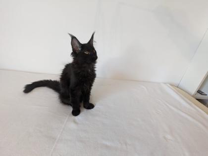 Maine Coon Kitten, sofort abgabereit
