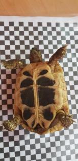 3 Griechische Landschildkröten mit Terrarium und Zubehör
