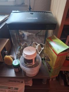 Bartagame mit Terrarium und Zubehör