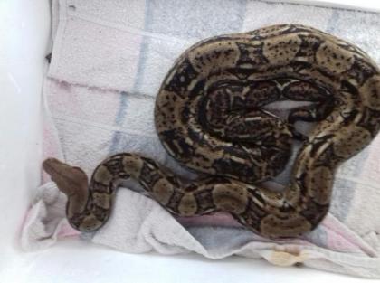 0. 1 Mexican Boa abzugeben