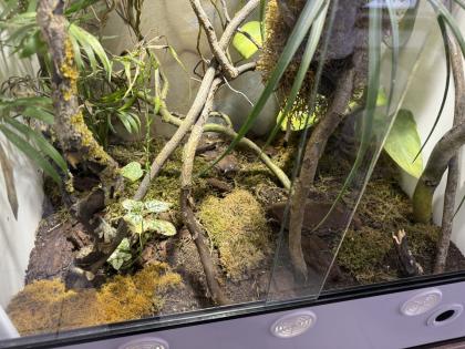 Panther Chamaeleon incl Terrarium und Technik