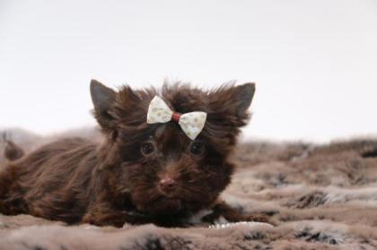 Yorkshire Terrier mit Papiere in schoko Farbe