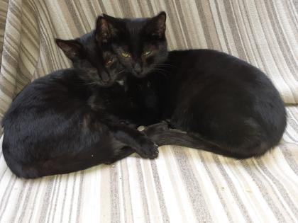 Bagheera Smokey suchen dringend ein Zuhause aus dem Tierschutz / gechipt, geimpft, kastrier