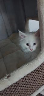 Maine-Coon-Kätzchen suchen ein neues Zuhause