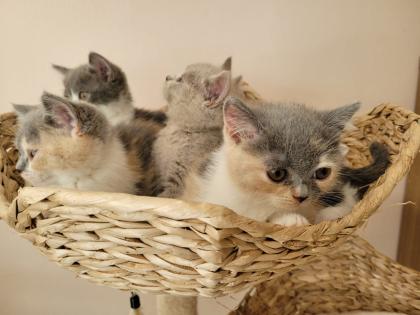 Reinrassige BKH Kitten auszugsbereit