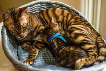 TOYGER letztes Kätzchen