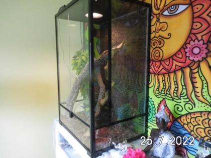 Schwarzstreifen Taggeckos in neuem Terrarium