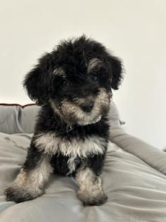Maltipoo F1b Welpen
