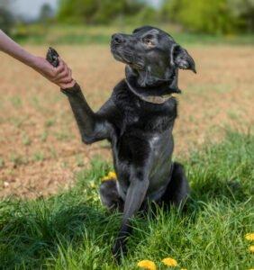 BLACK CONAN - Mischling, männlich, 4 Jahre, 60 cm, 30 kg, Gechipt, Kastriert