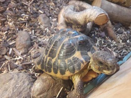Griechische Landschildkröte