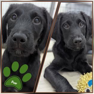 F1 Labradoodle abgabebereit