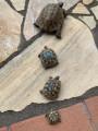 Griechische Landschildkröten abzugeben