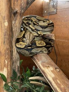 2 Boa Constrictor Imperator Mädels abzugeben