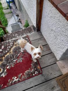 Yorkshire Terrier Deckruede erwachsen