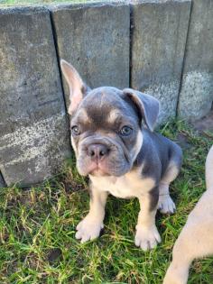 Französische bulldogge welpe