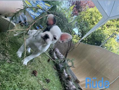 7 Französische Retro Bulldoggen Welpen