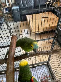 Junge Blaustirnamazone papageien