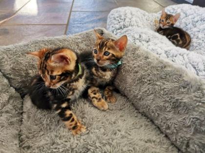 Wunderschöne Kontrastreiche Bengalkitten
