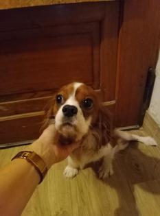 Cavalier King Charles Spaniel Rüde blenheim
