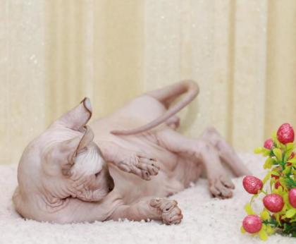Sphynx katzen
