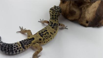 Leopardgecko 1. 13. 16
