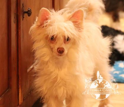 Chinese Crested Powderpuff Hündinnen