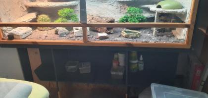 Terrarium mit leopardengeckos