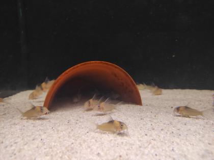 25x Corydoras Burgessi 3, 5 - 4 cm Rarität