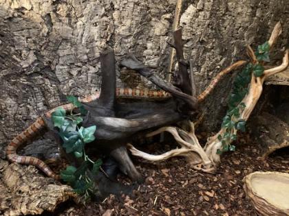 Terrarium mit 2 männlichen adulten Kornnattern zu VERSCHENKEN