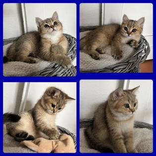 Bkh Kitten Gold chocolate/ black shaded tabby
