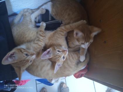 Niedliche hübsche Kater abzugeben