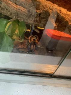 2 Königsphyton mit Terrarium umständehalber abzugeben