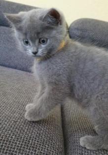 Britisch Kurzhaar Kitten