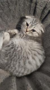BKHKITTEN tabby abgabebereit