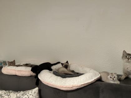 Kitten Abgabebereit