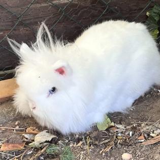 FLÖCKCHEN - Kaninchen, weiblich, 4 Jahre