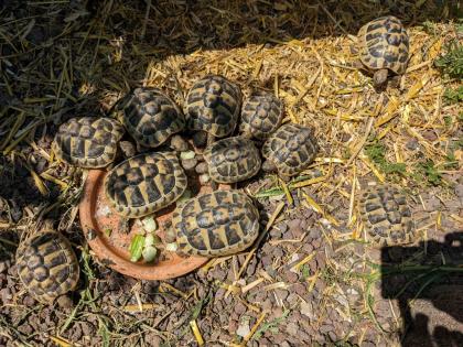Griechische Landschildkröten Testudo hermanni Nachzuchten aus 2019, 2021 und 2022