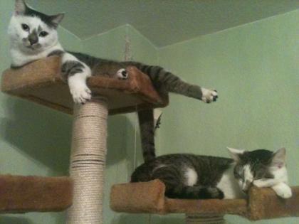 2 Katzen suchen ein neues Zuhause.