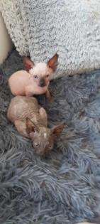 Canadian sphynx kitten