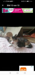 Kitten Kätzchen geb 25. 05.